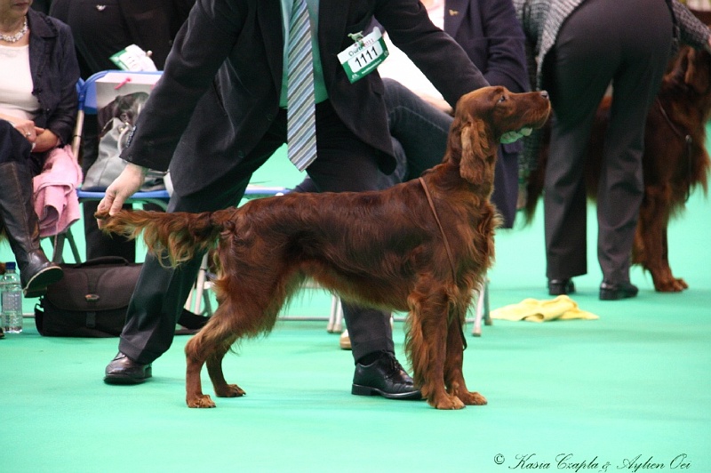 Crufts2011 306.jpg